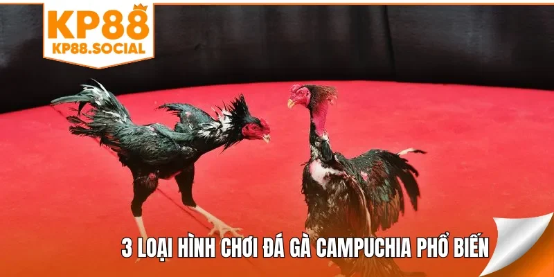 3 loại hình chơi đá gà Campuchia phổ biến
