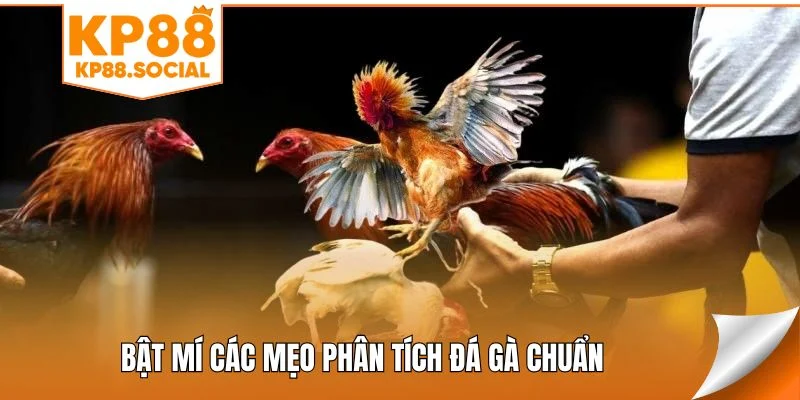 bat-mi-cac-meo-phan-tich-da-ga-chuan