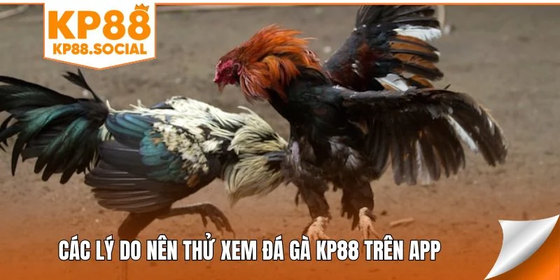 cac-ly-do-nen-thu-xem-da-ga-kp88-tren-app